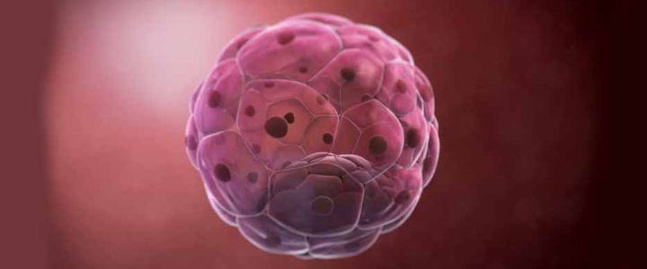 Что такое бластоциста ? Что такое бластоциста