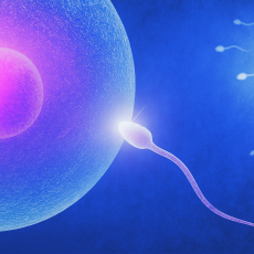 Цены на донорство спермы 2026