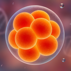 Цены на Донорство Яйцеклеток в 2026 Году