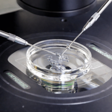 Какая попытка ЭКО более удачная