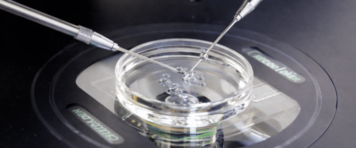 Какая попытка ЭКО более удачная